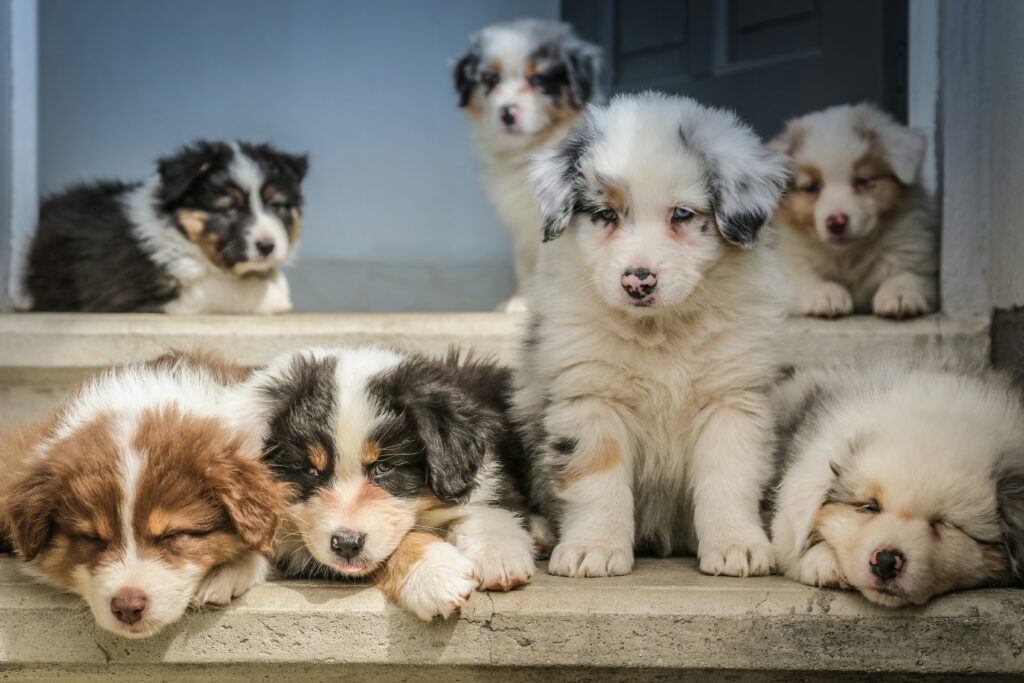 exotic pet insurance