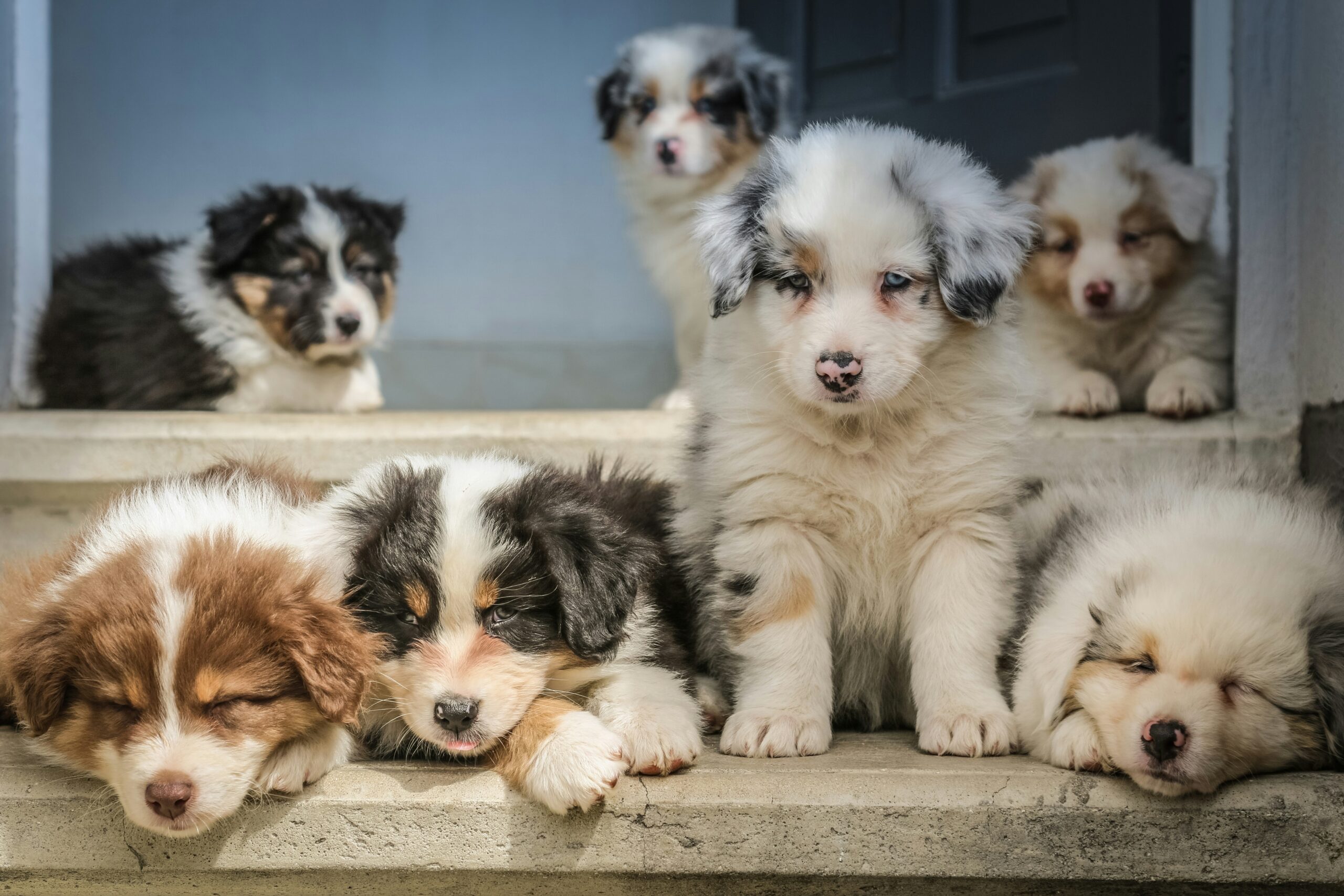 exotic pet insurance