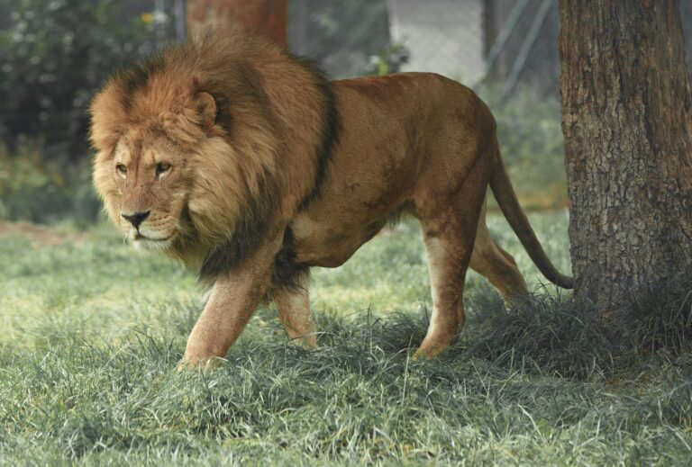 exotic pet policy
