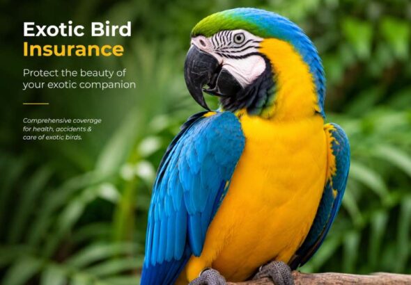 exotic bird insurance