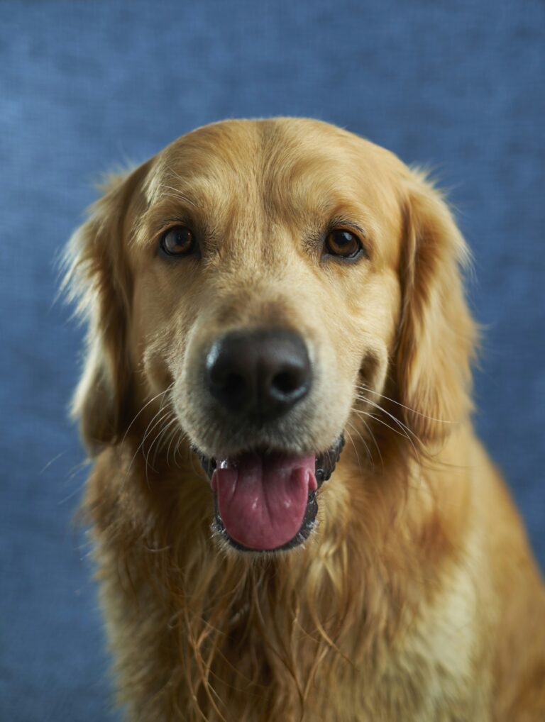 bundle pet auto insurance