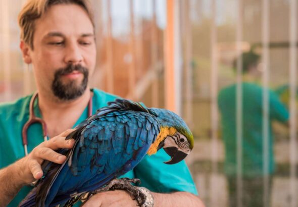 exotic pet insurance