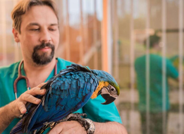 exotic pet insurance